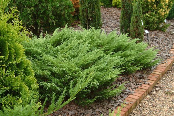 juniperus sabina