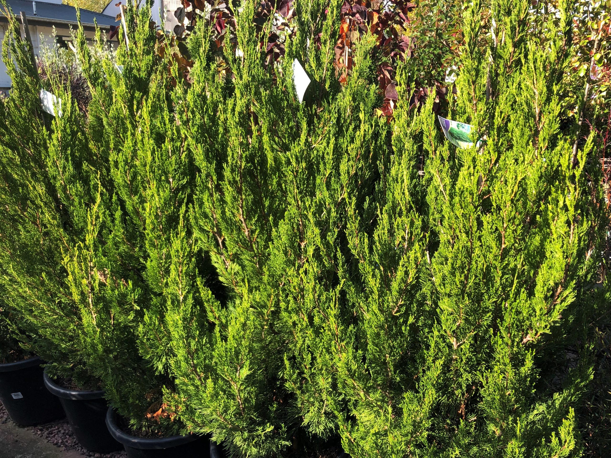Juniperus Spartan Conifer Plants for Spaces