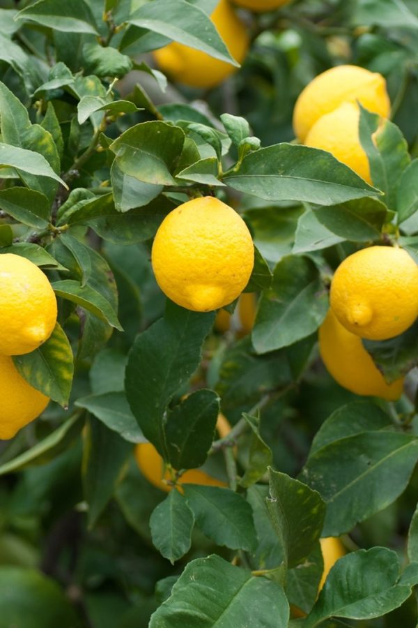 Eureka Lemon Tree