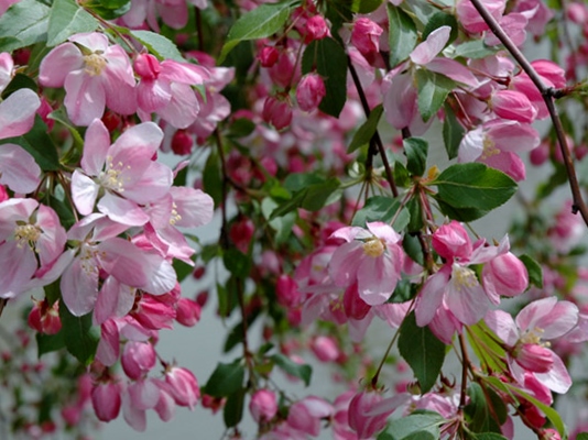 Crabapple