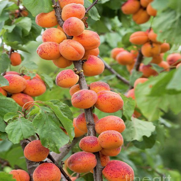Apricot Tree Moorpark