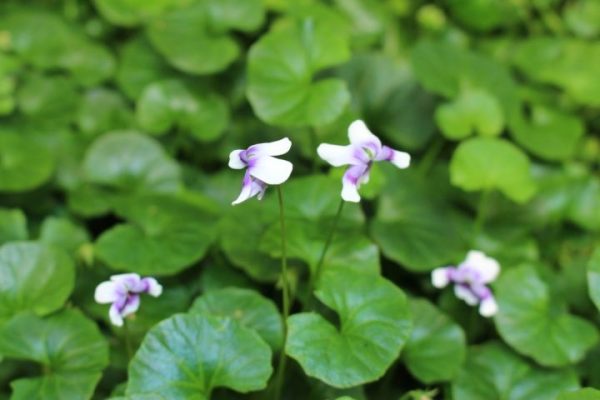 Native Violet