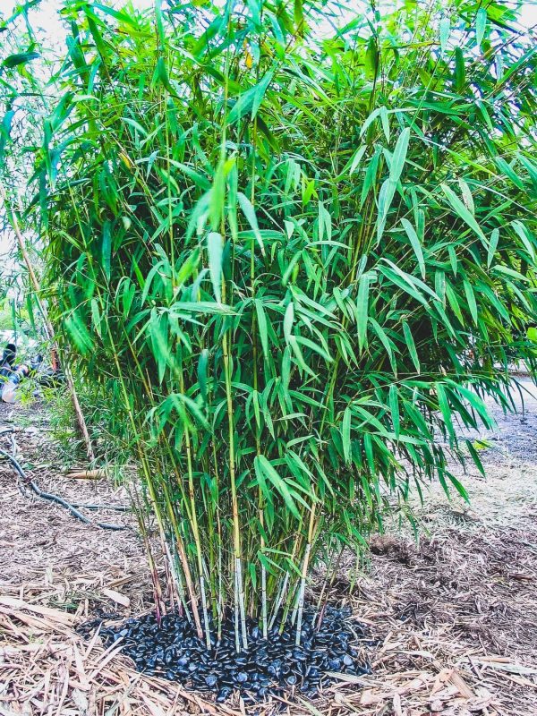 Nepalese Blue Bamboo