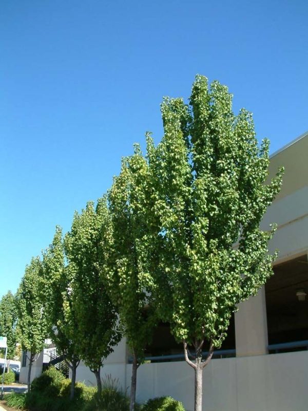 Ornamental Pear Capital