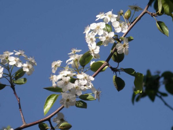 Ornamental Pear Flowers