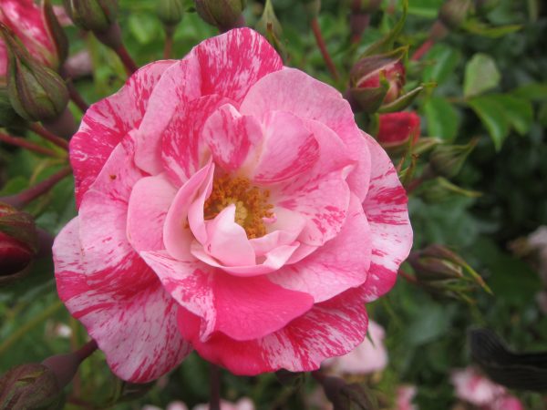 Rosa Carpet Pink Splash