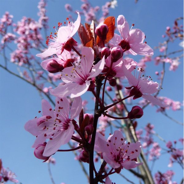 prunus cerasifera nigra