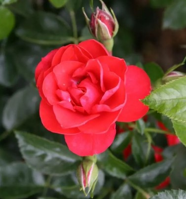 rosa flower carpet scarlet