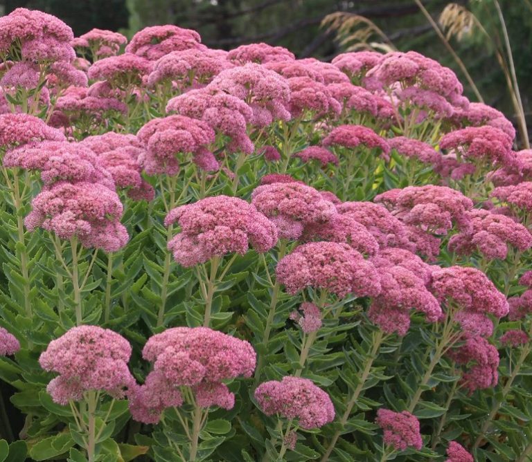 Sedum Autumn Joy Plants for Spaces