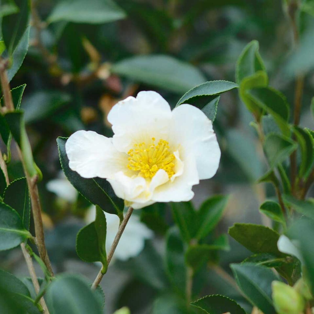 Camellia S Setsugekka