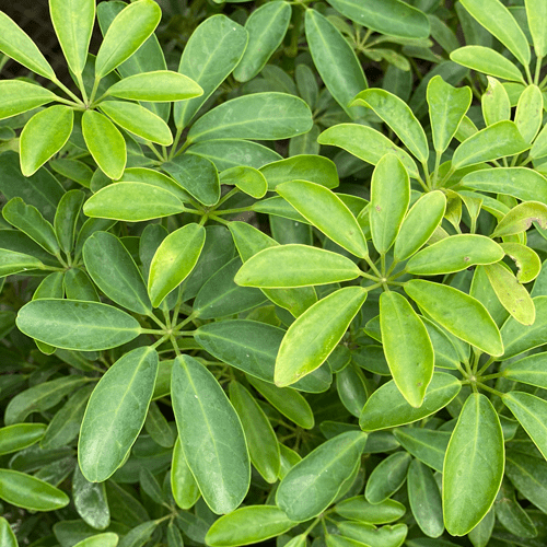 Umbrella Plant