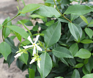 trachelospermum asiaticum