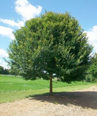 Ulmus parvifolia