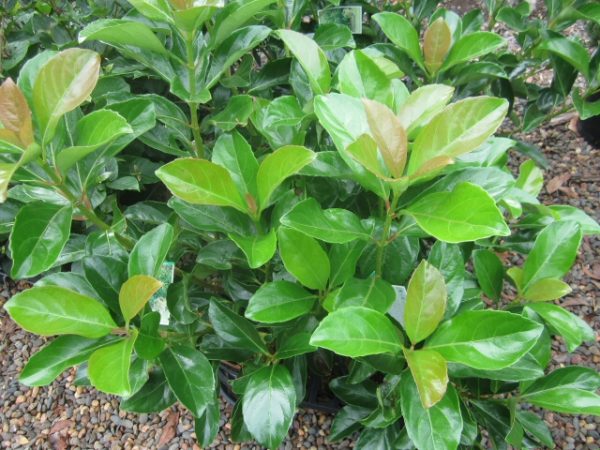 viburnum odorotissimum Emerald Lustre