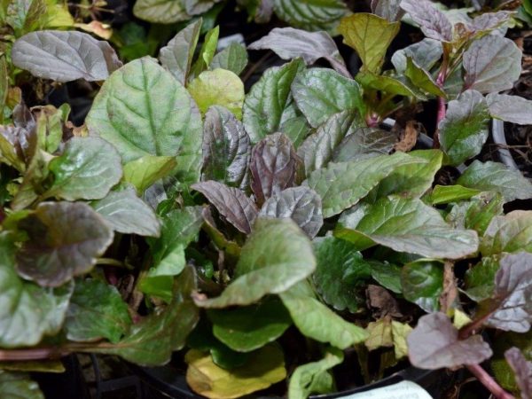 Ajuga Purpurea