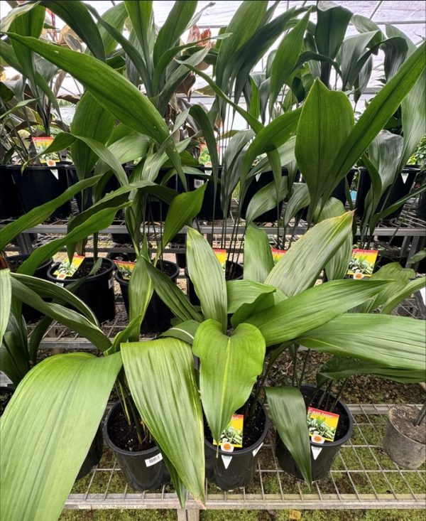 Cast Iron Plant 20cm