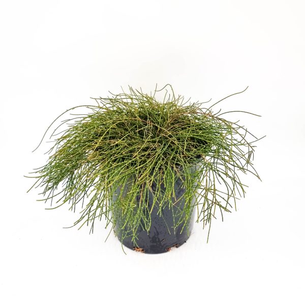 Casuarina glauca Cousin It 20cm