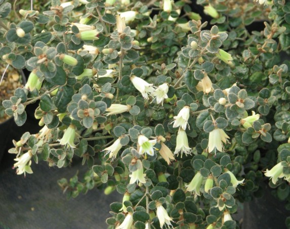 Correa reflexa nummularifol