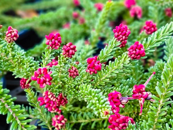 Grevillea lanigera Mt Tamboritha