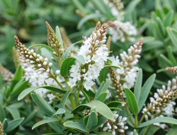 Hebe White Hebe Albicans