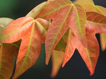 Trident Maple Tree