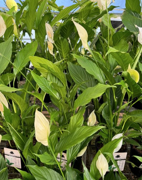 Peace Lily