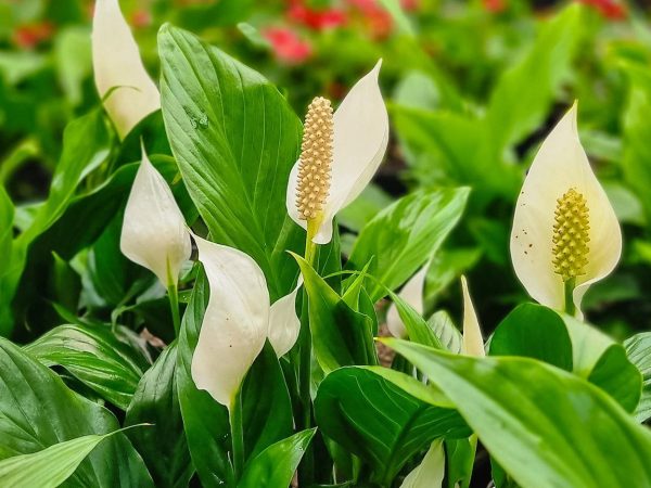 Peace Lily