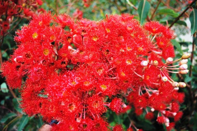 Red Flowering Gum