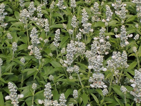 Salvia farinacea Cathedral White