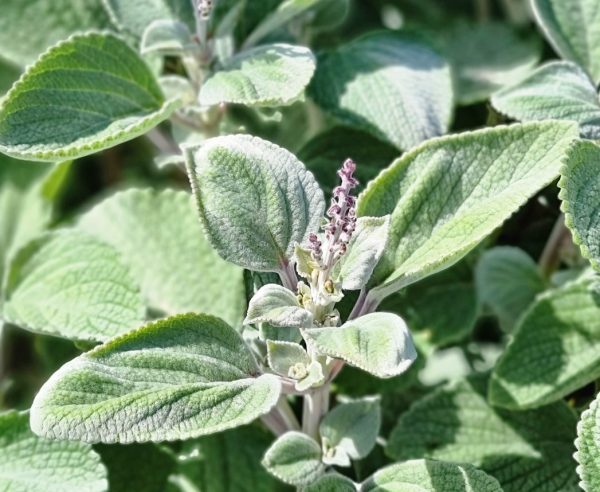 Silver Spurflower Plectranthus argentatus