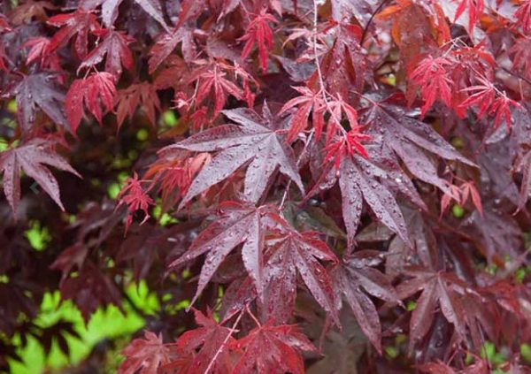 Bloodgood Maple Tree