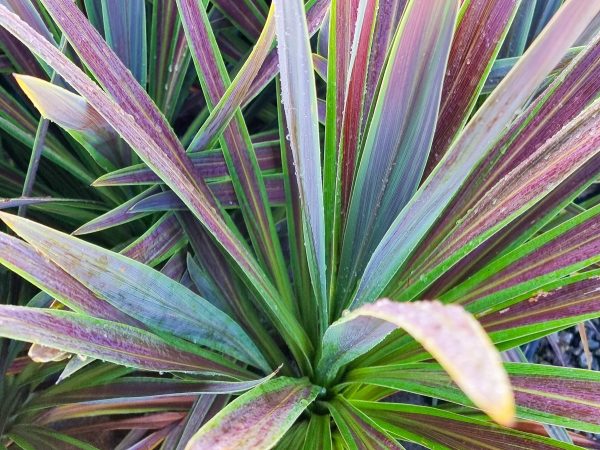 cordyline australis choc mint