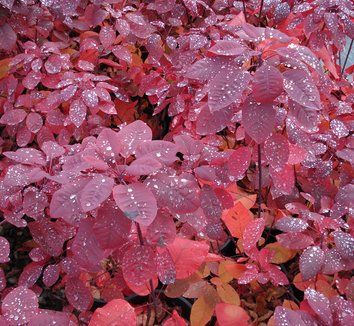 Smoke Bush