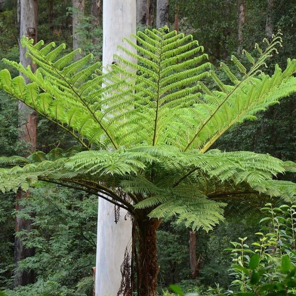 Australian Tree Fern Cyathea cooperi