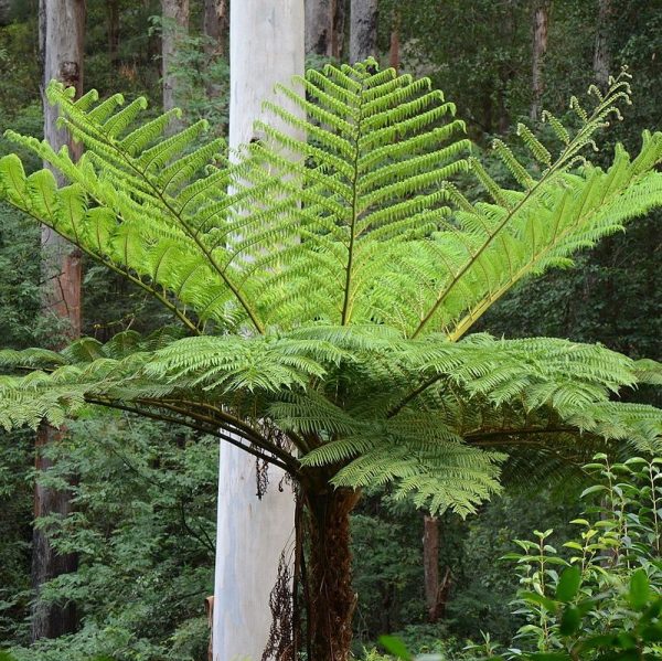 Cyathea cooperi