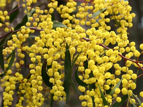 Acacia Pycnantha Golden Wattle