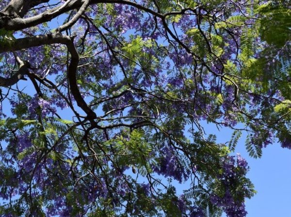 Jacaranda Mimosifolia