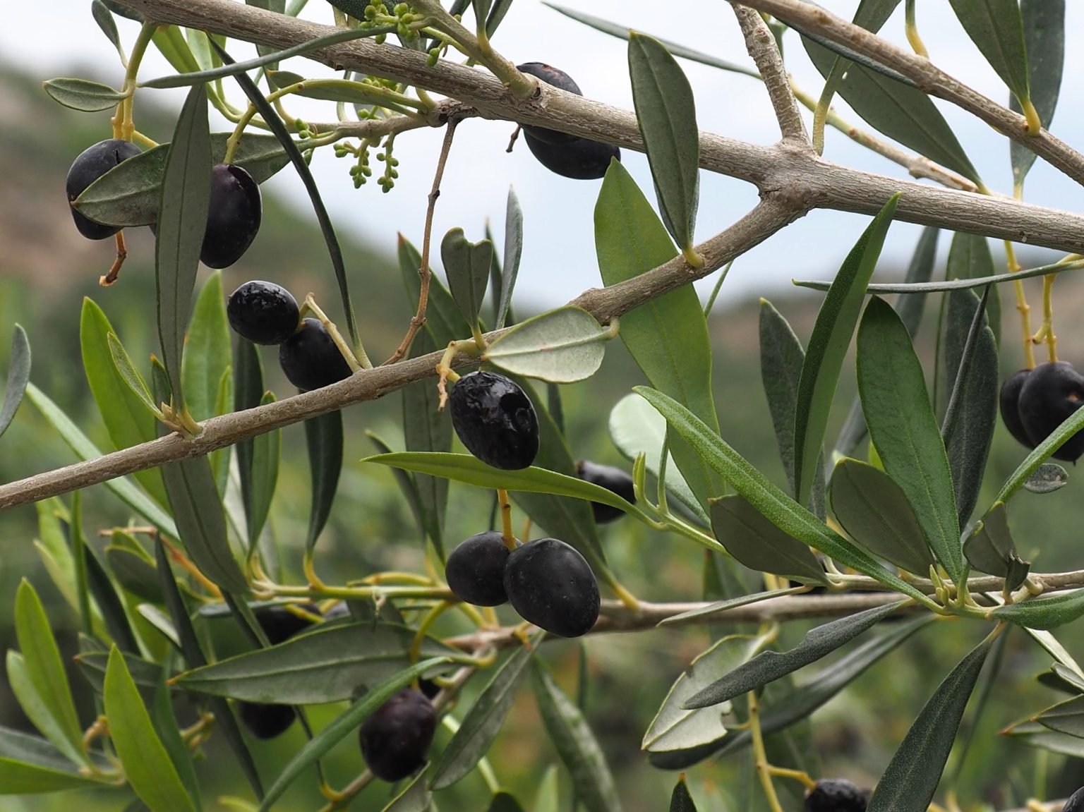 Olive Hedging Plants - Plants for Spaces
