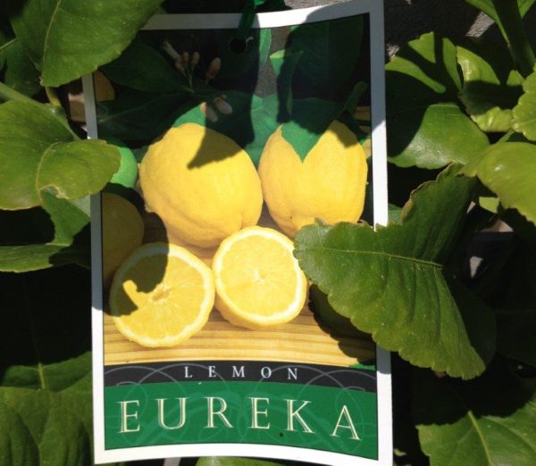 Lemon Tree Eureka
