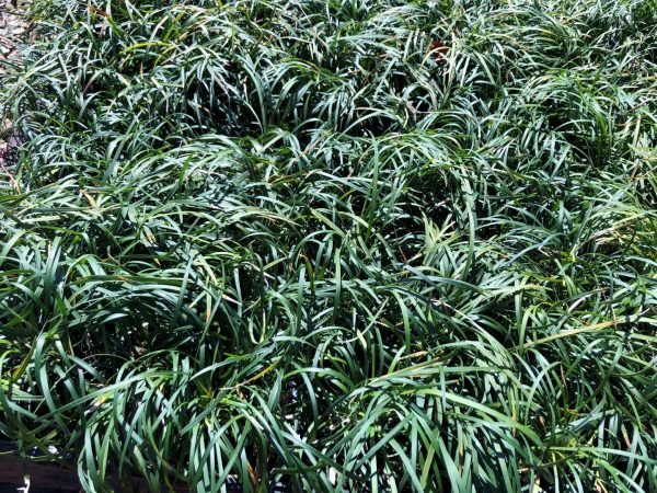 Ophiopogon japonicus Mondo Grass
