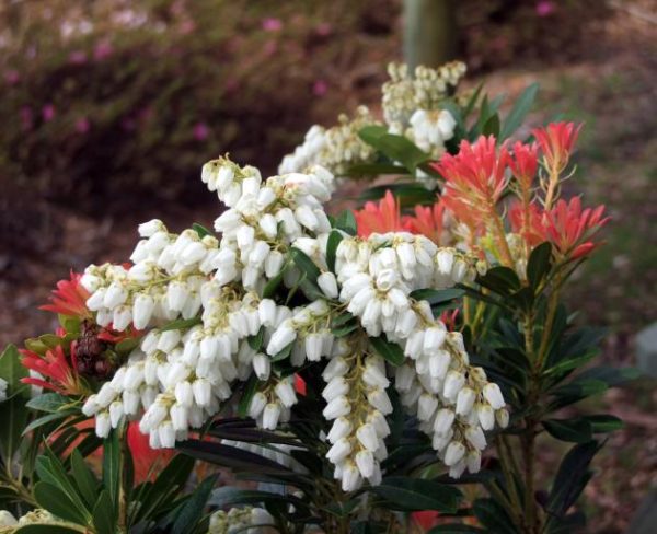 pieris japonica sarabande