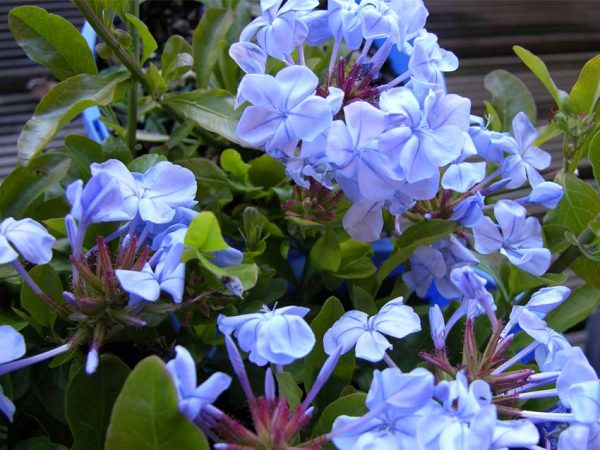 Cape Plumbago