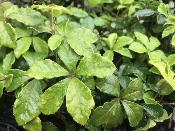 Parthenocissus sikkimensis