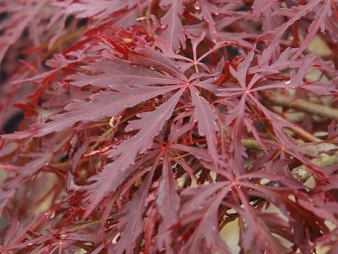 Weeping Japanese Maple Tree Red Dragon