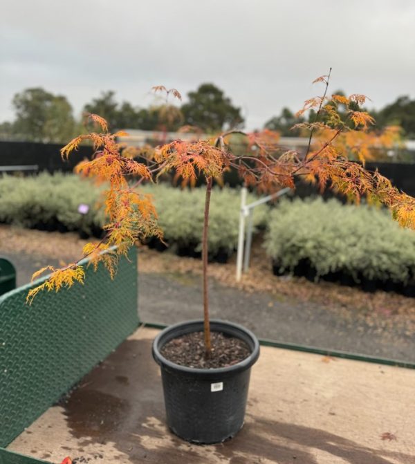Weeping Japanese Maple Tree Ellen