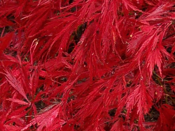 Japanese Maple Ever Red