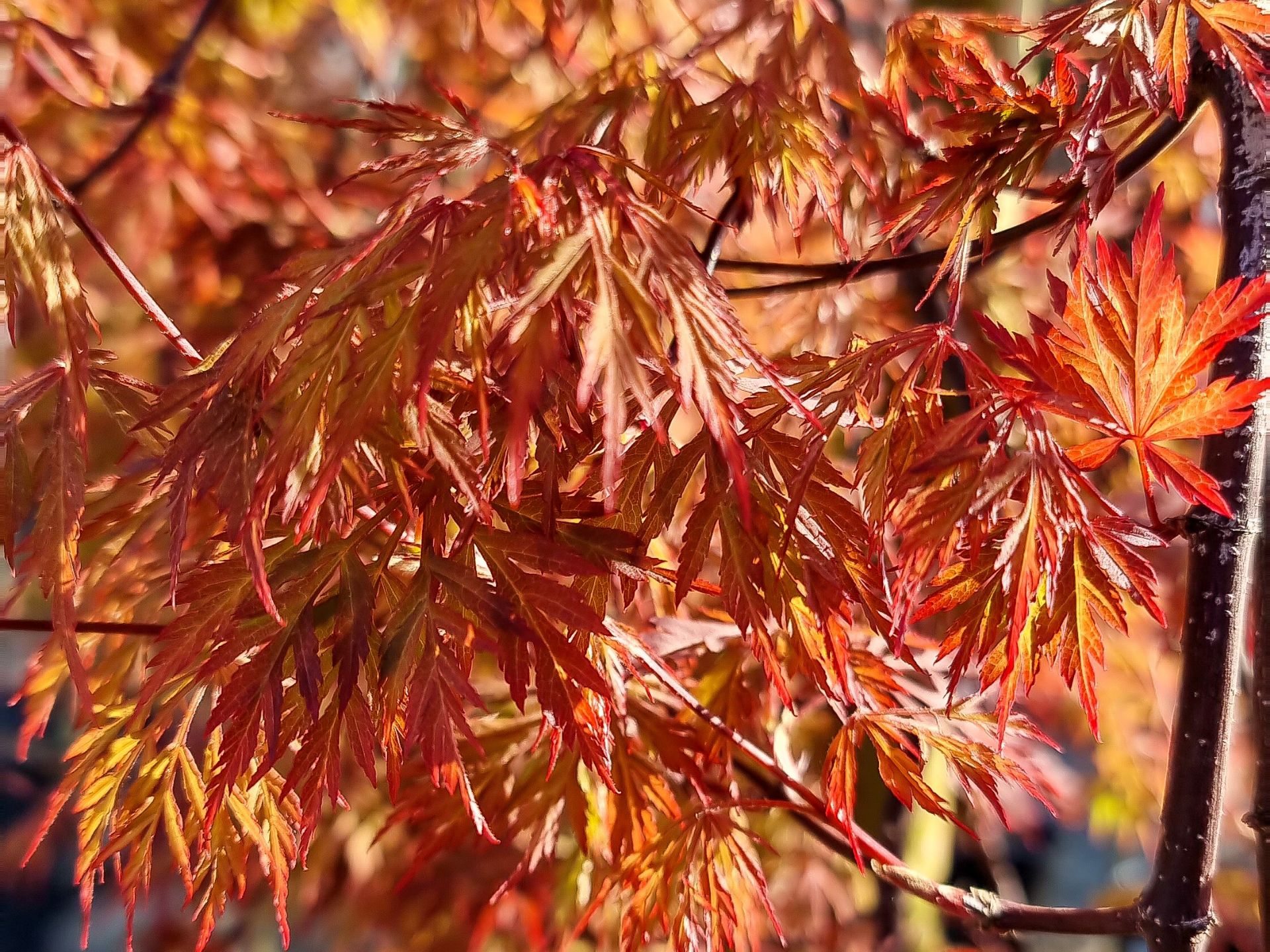 weeping-japanese-maple-orangeola-plants-for-spaces