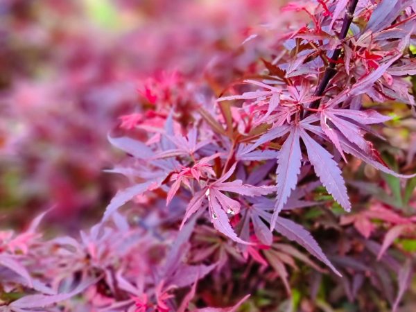 Upright Japanese Maple Shaina