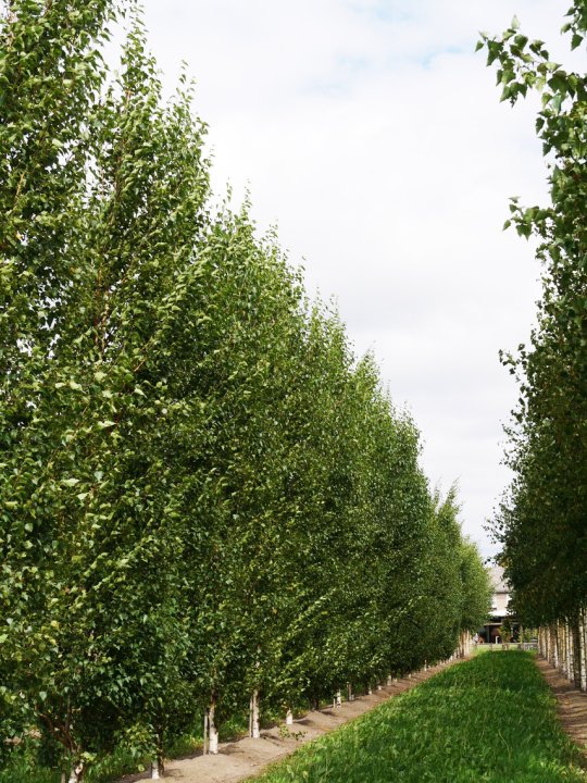 Silver Birch Narrow