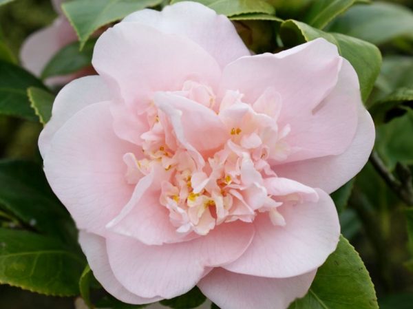 Camellia japonica